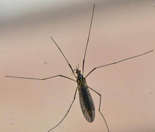 Réf. 280 064 : Nephrotoma appendiculata